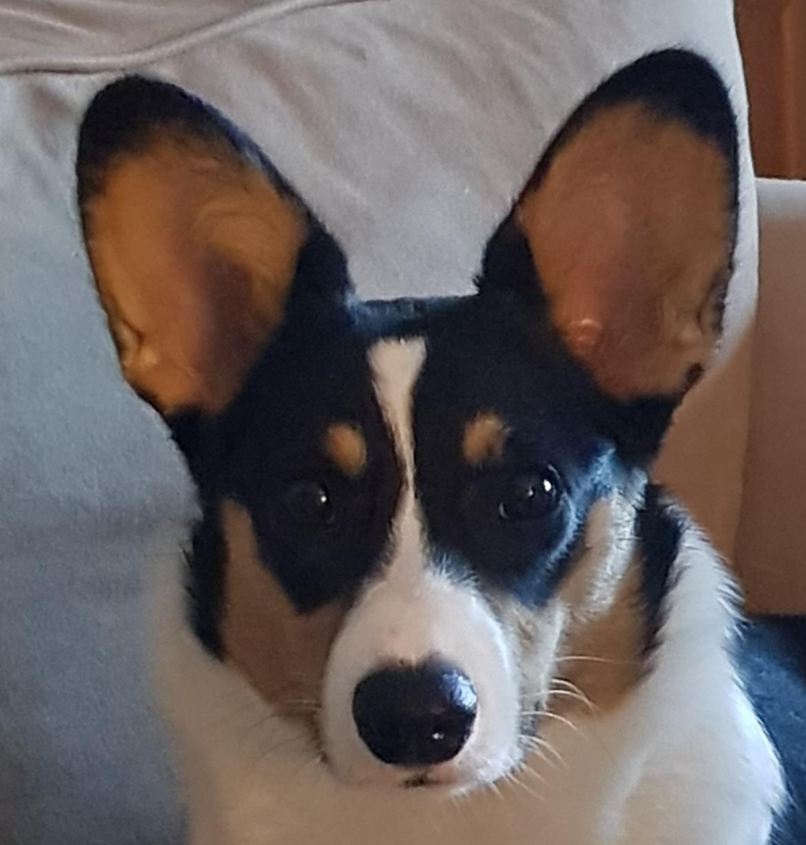 Welsh corgi cardigan Rubi (Rasseman's Rubi Rose) billede 41