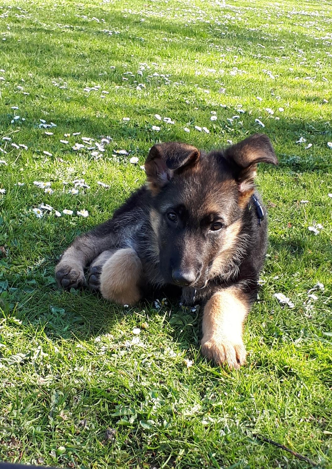 Schæferhund Santo jr. billede 13