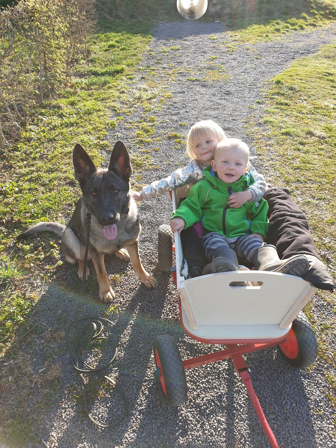 Schæferhund Esso (Haubroe Aud) billede 20