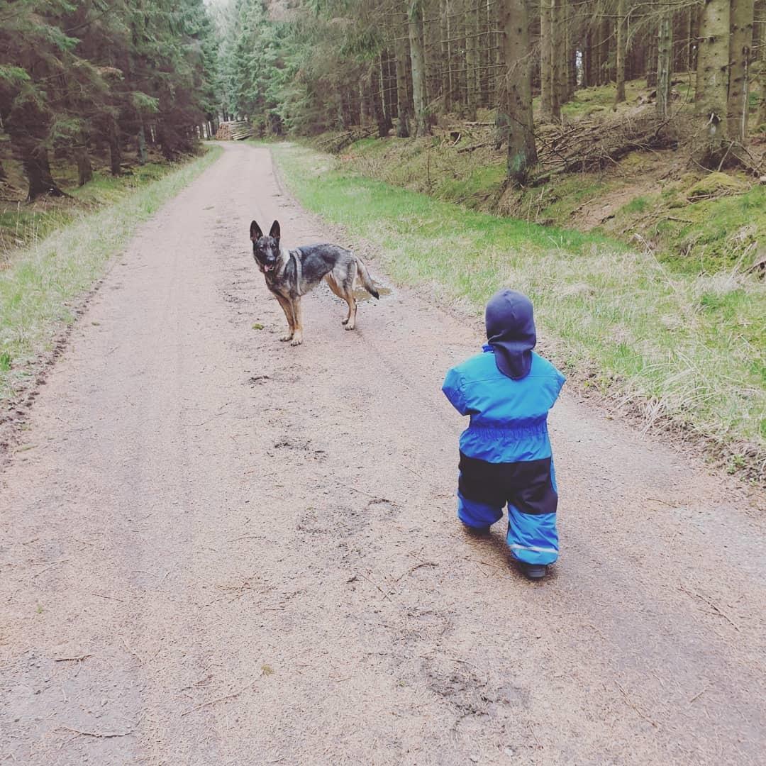 Schæferhund Esso (Haubroe Aud) billede 22