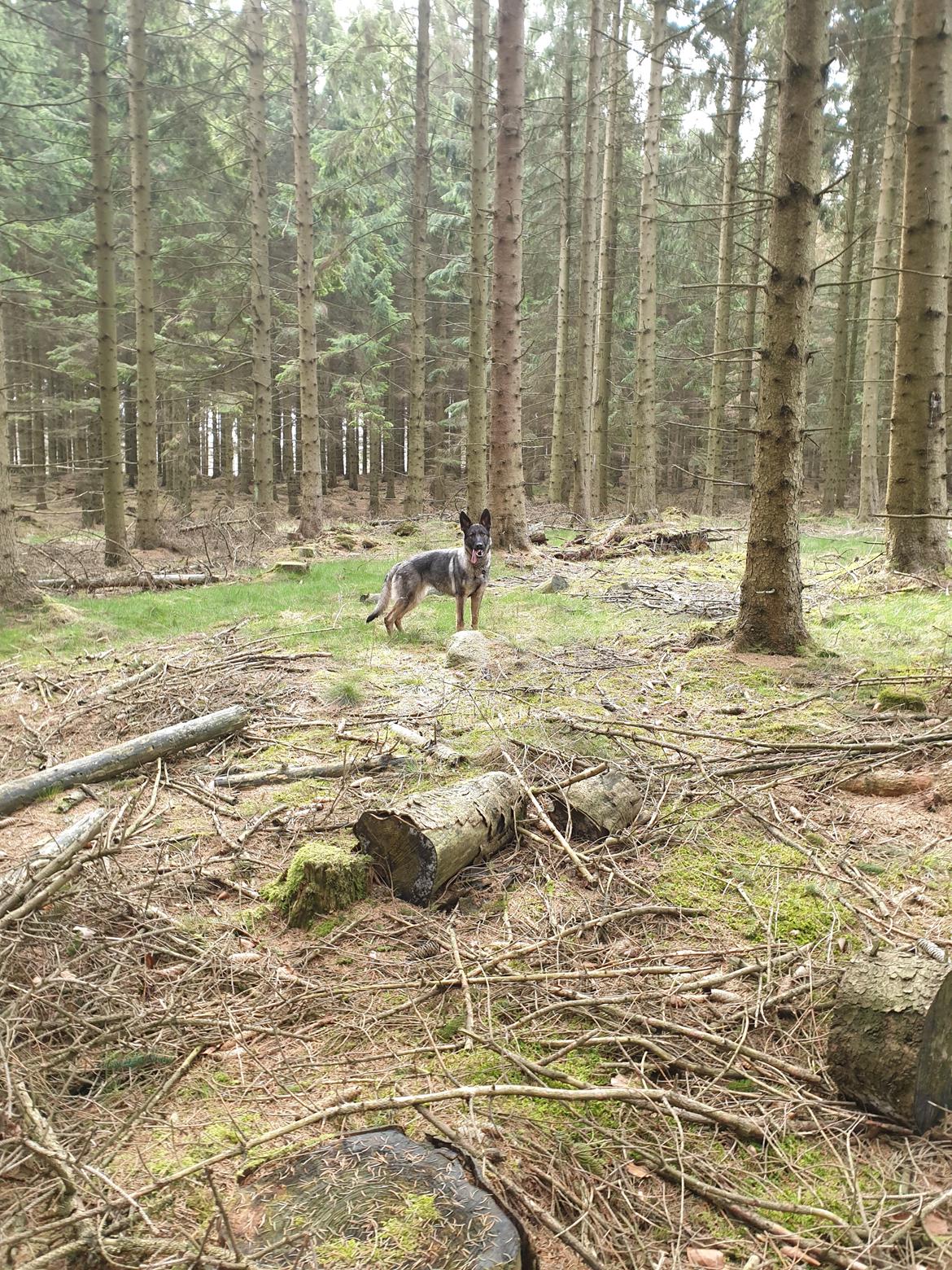 Schæferhund Esso (Haubroe Aud) billede 23