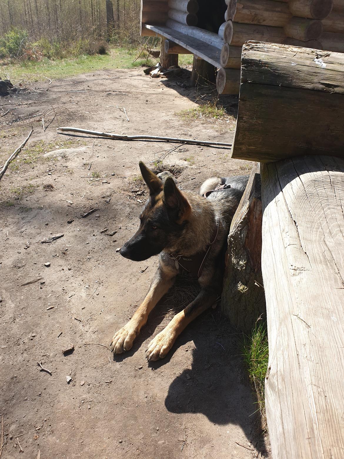 Schæferhund Esso (Haubroe Aud) billede 21