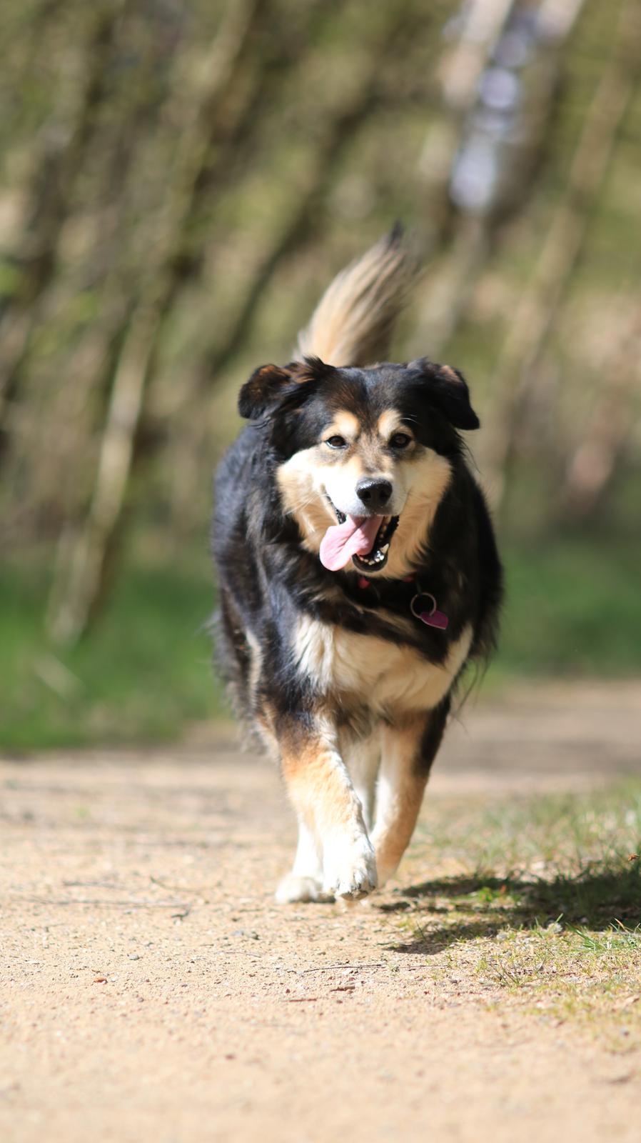 Blanding af racer Tiki (Himmel hund) for altid savnet  - Billede taget af min Datter 2019 billede 18