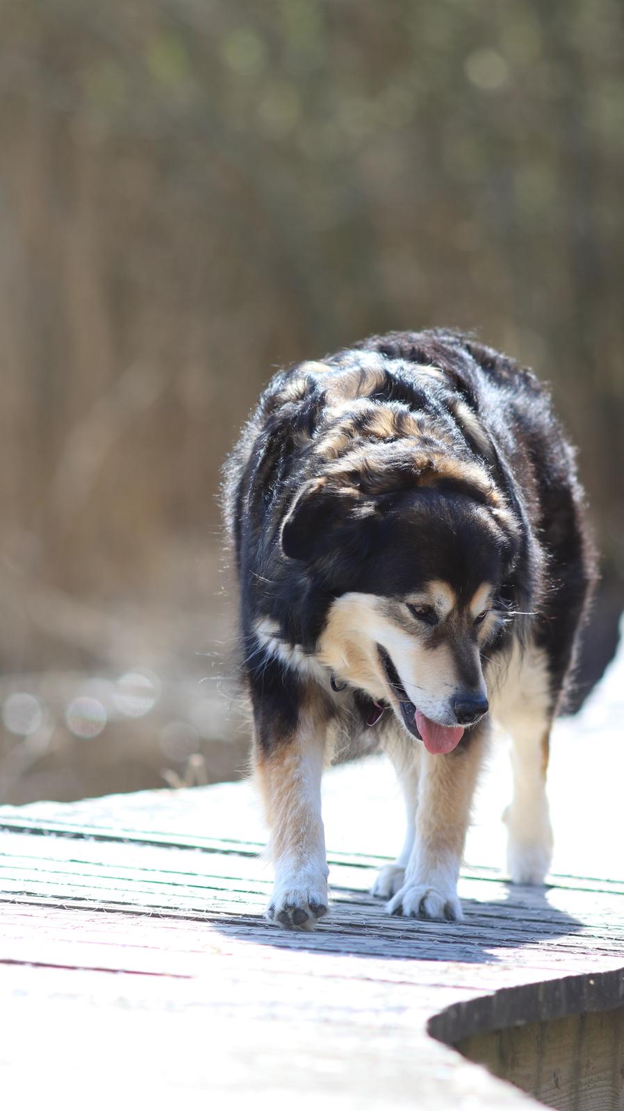 Blanding af racer Tiki (Himmel hund) for altid savnet  - Billede taget af min Datter 2019 billede 20