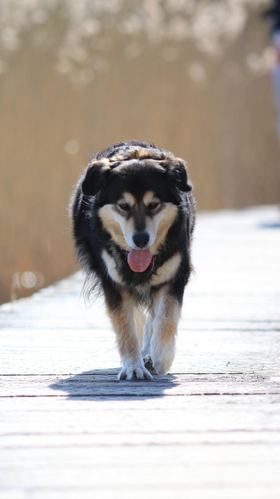 Blanding af racer Tiki (Himmel hund) for altid savnet  - Billede taget af min Datter 2019 billede 21