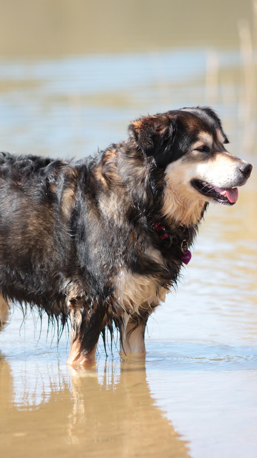 Blanding af racer Tiki (Himmel hund) for altid savnet  - Billede taget af min Datter 2019 billede 22