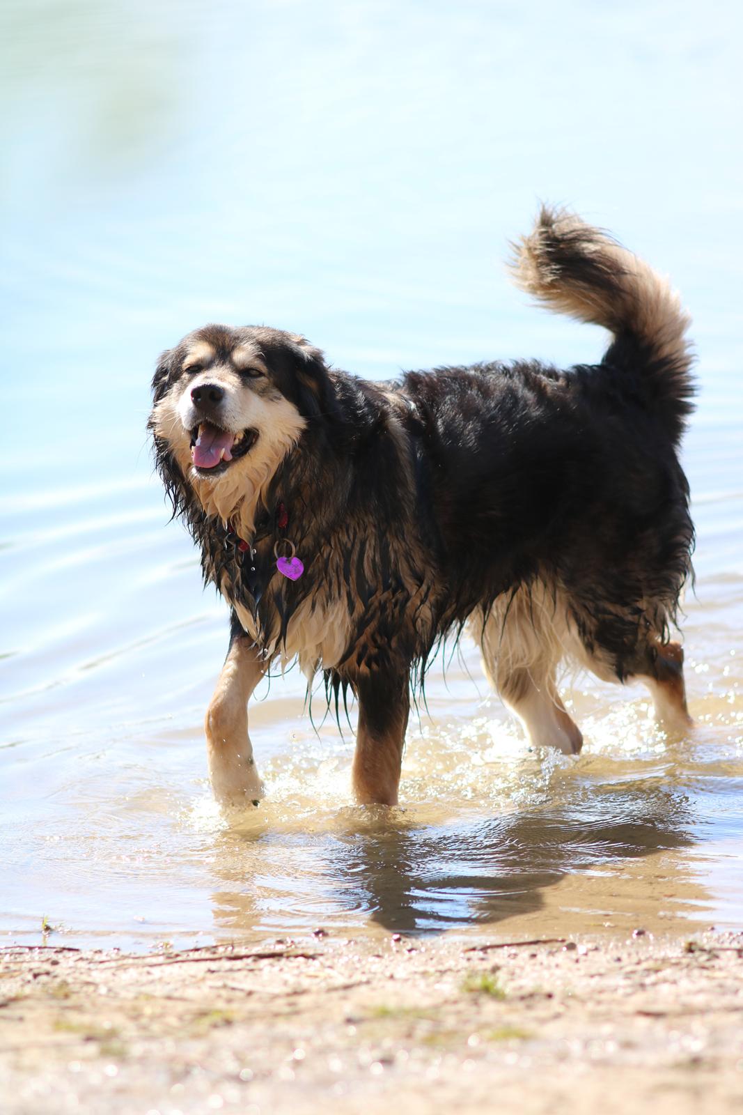 Blanding af racer Tiki (Himmel hund) for altid savnet  - Billede taget af min Datter 2019 billede 23