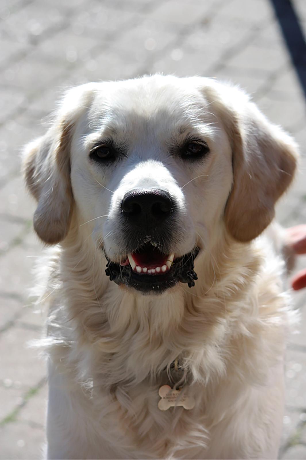 Golden retriever Pumba - 1 år <3 billede 7