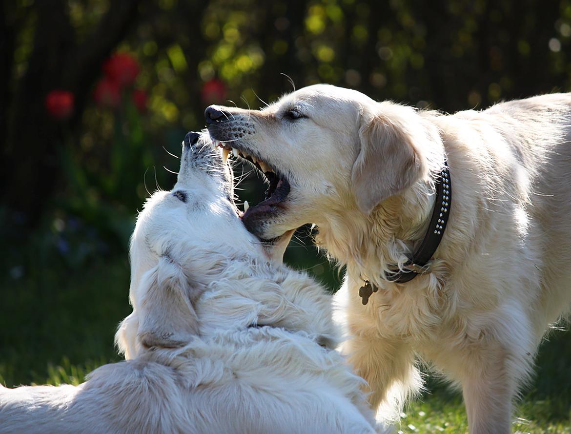 Golden retriever Pumba billede 28