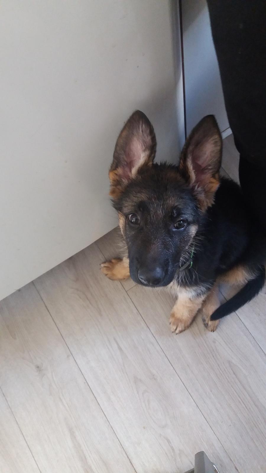 Schæferhund Santo jr. billede 14