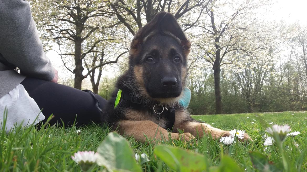 Schæferhund Santo jr. - 10 uger gammel  billede 15