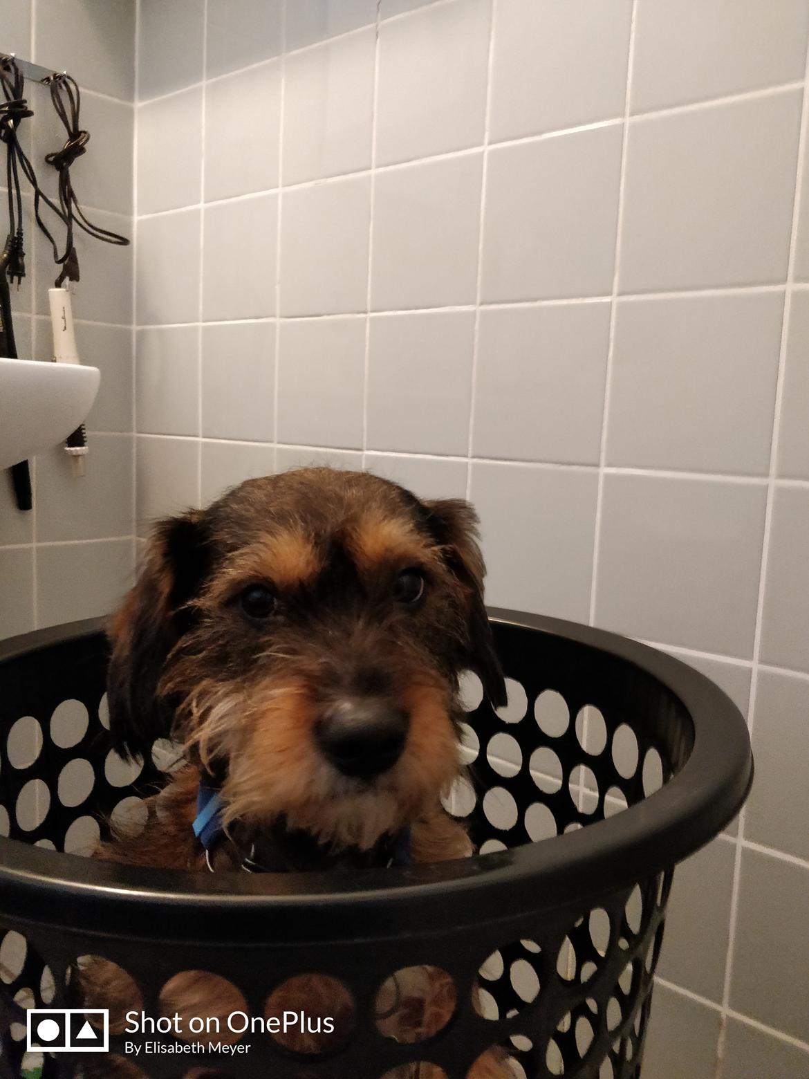 Blanding af racer Bobby billede 6