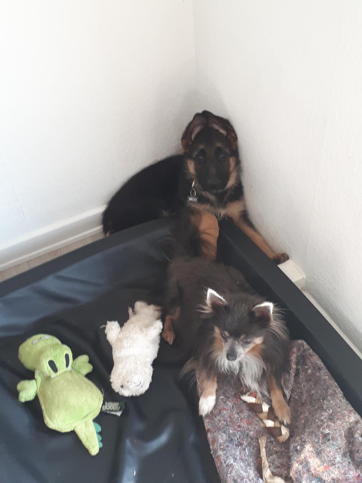 Schæferhund Santo jr. - 10 uger billede 16