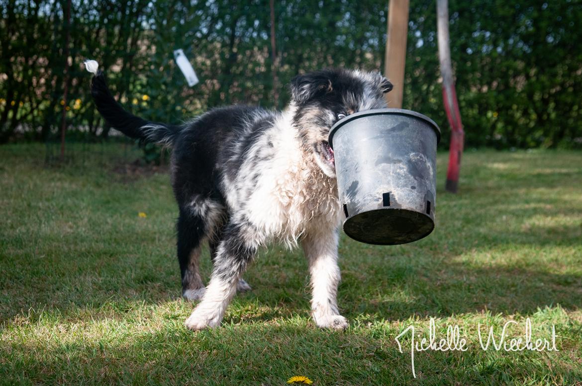 Australian shepherd Tillyhills Sten i Skon billede 16