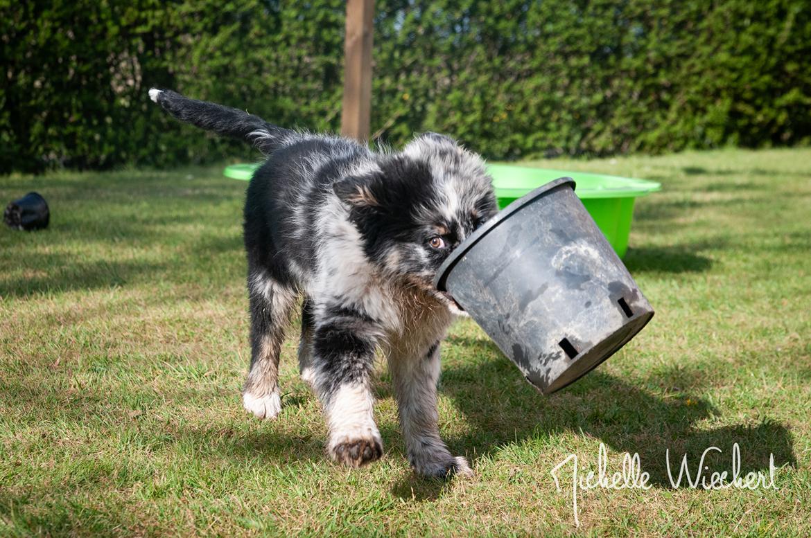 Australian shepherd Tillyhills Sten i Skon billede 18