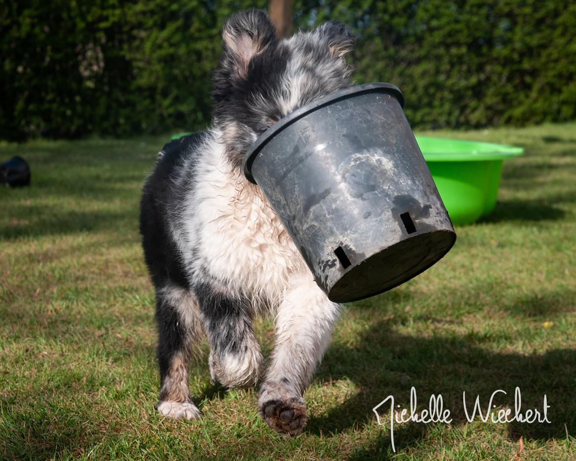 Australian shepherd Tillyhills Sten i Skon billede 19