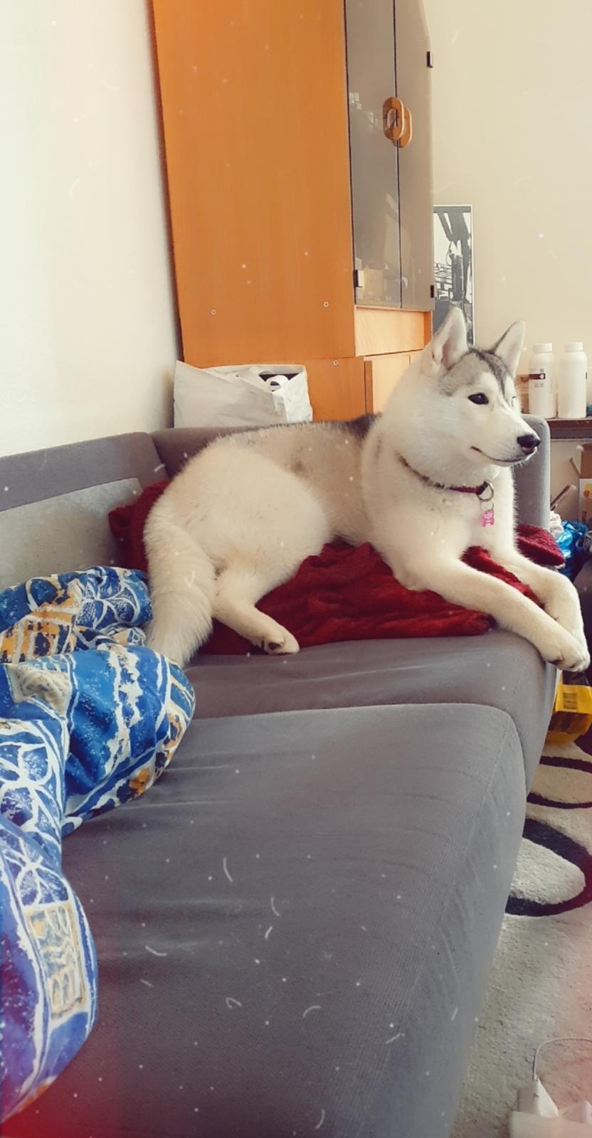 Siberian husky Aya  billede 2