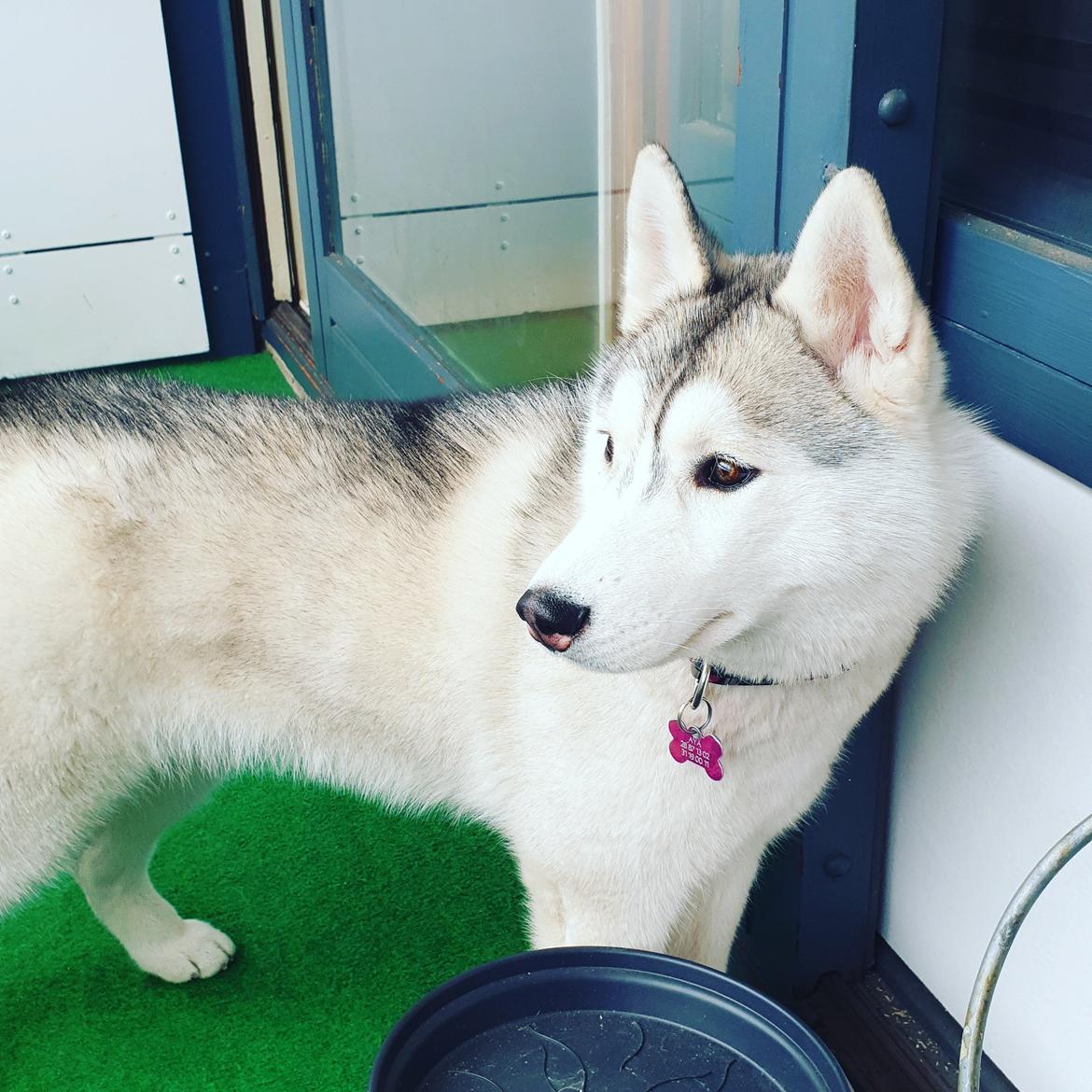 Siberian husky Aya  billede 3