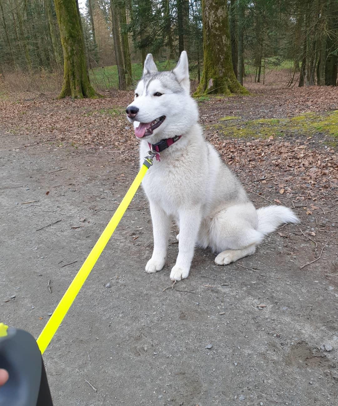 Siberian husky Aya  billede 4