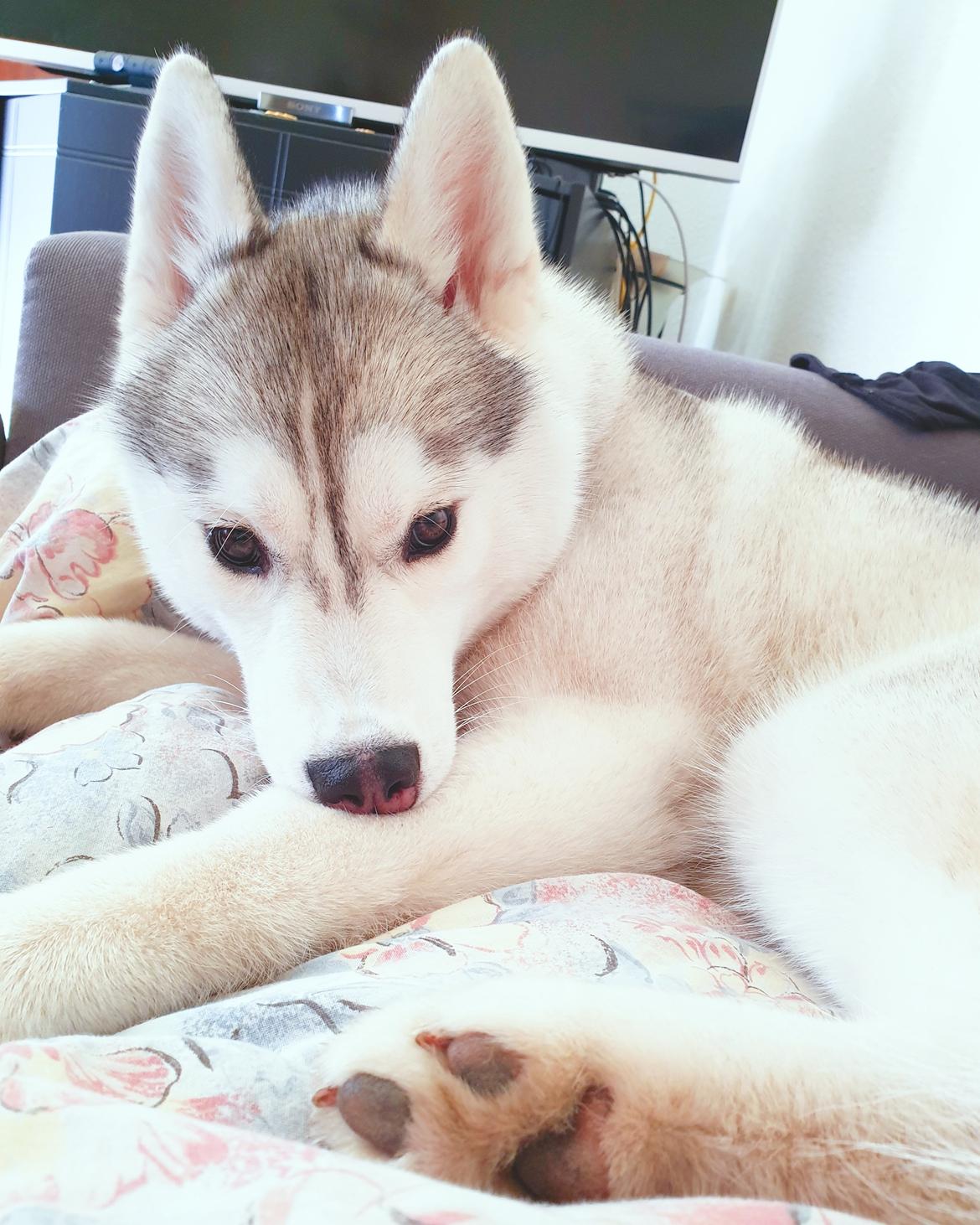 Siberian husky Aya  billede 6