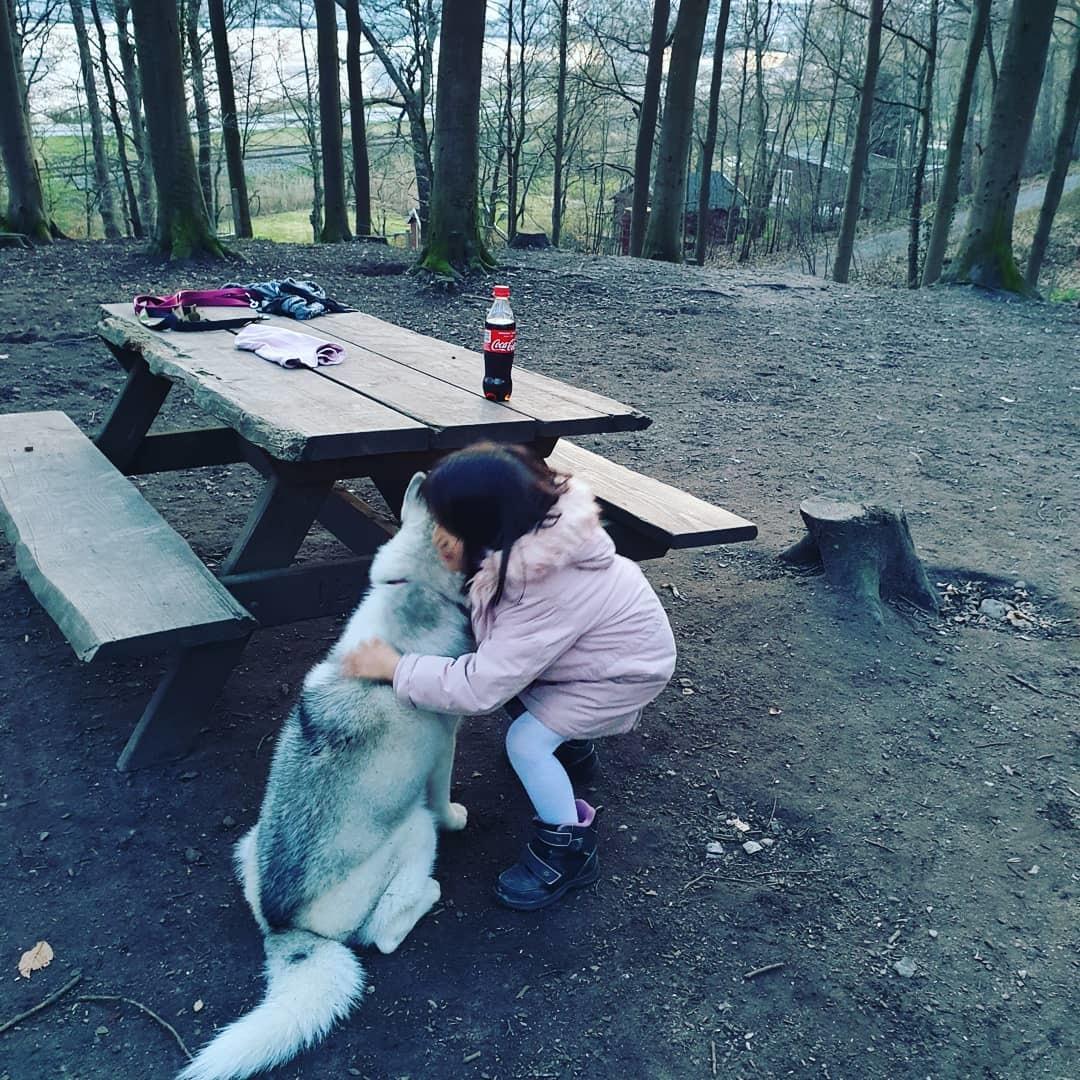 Siberian husky Aya  billede 5