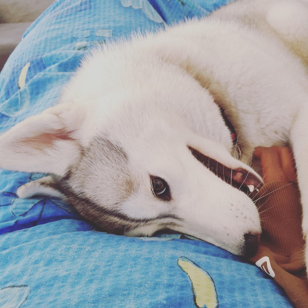 Siberian husky Aya  billede 7