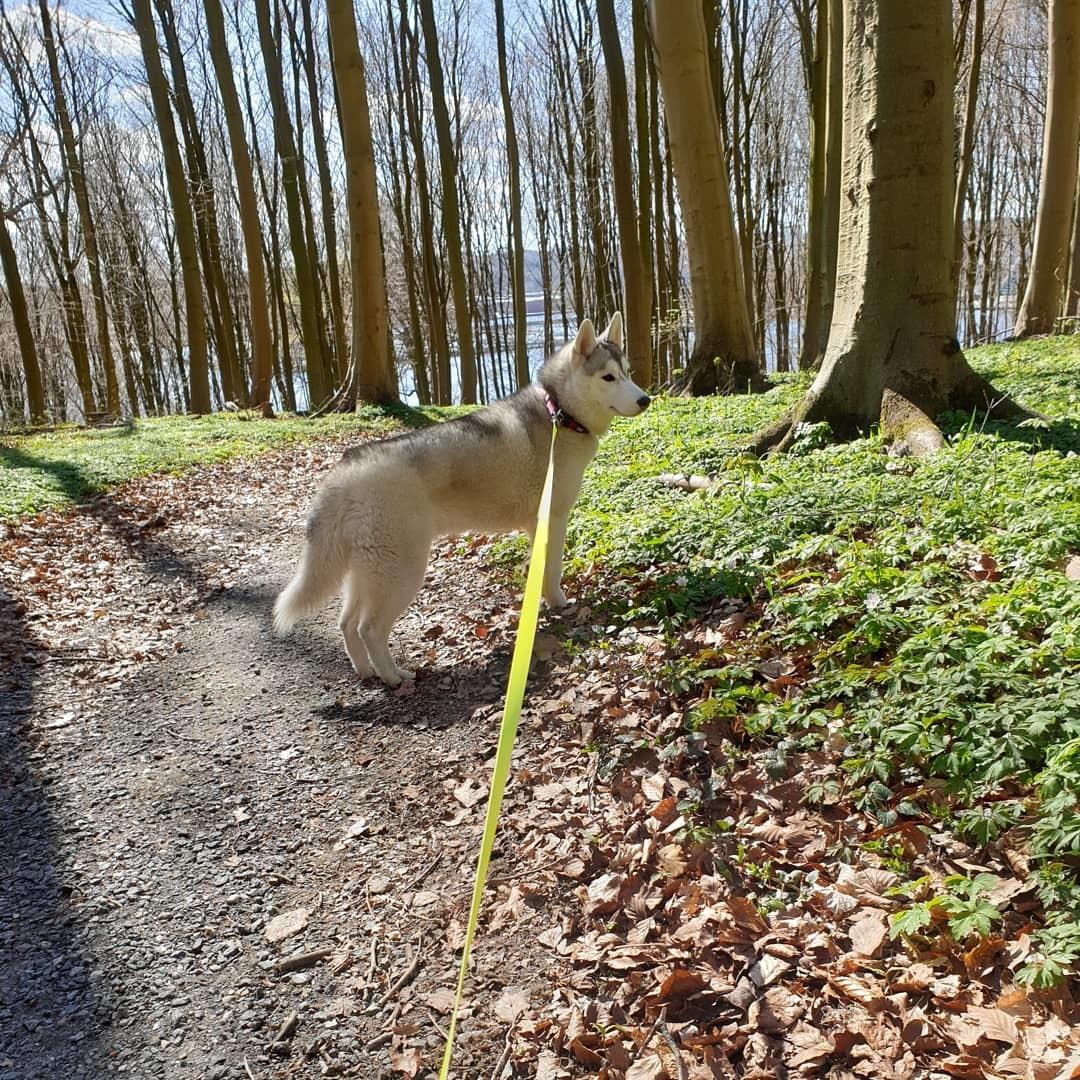 Siberian husky Aya  billede 8