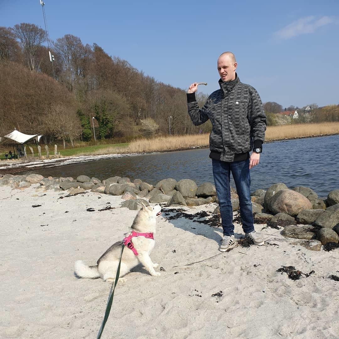 Siberian husky Aya  billede 10