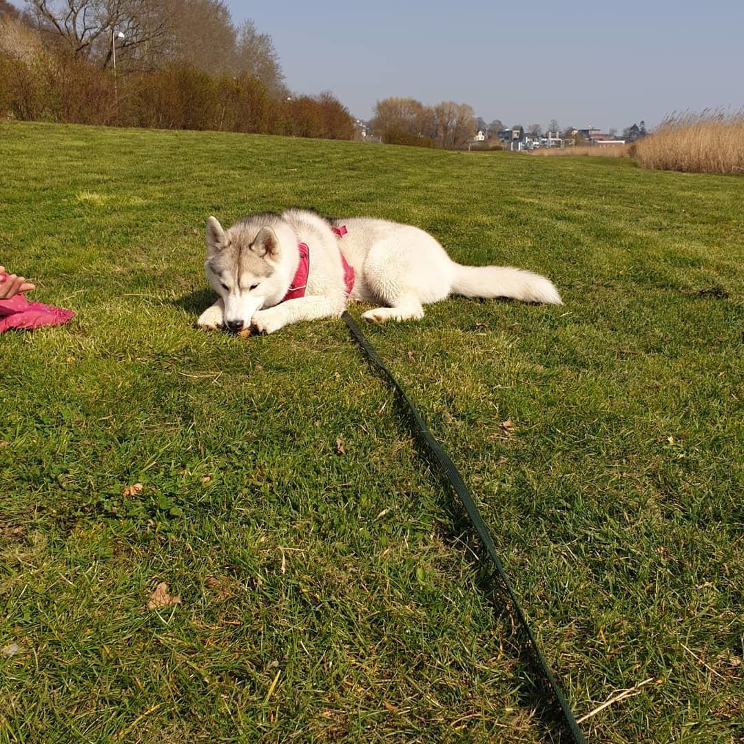 Siberian husky Aya  billede 9