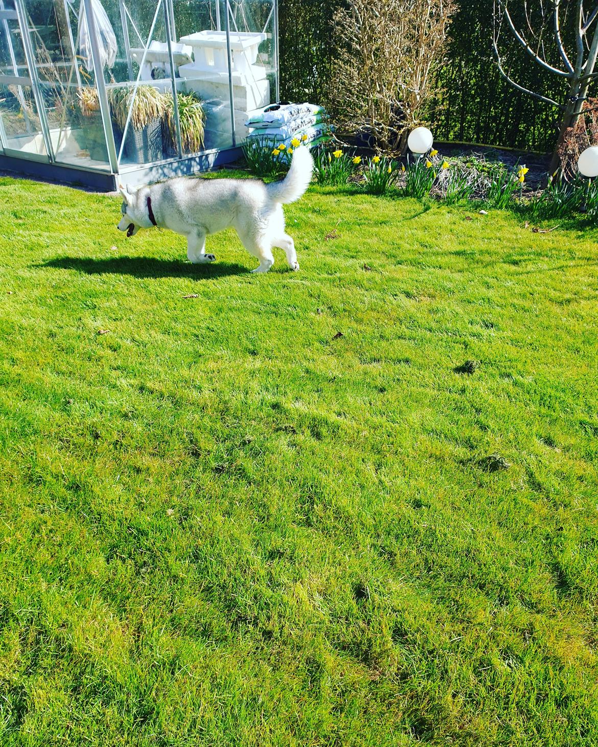 Siberian husky Aya  billede 11