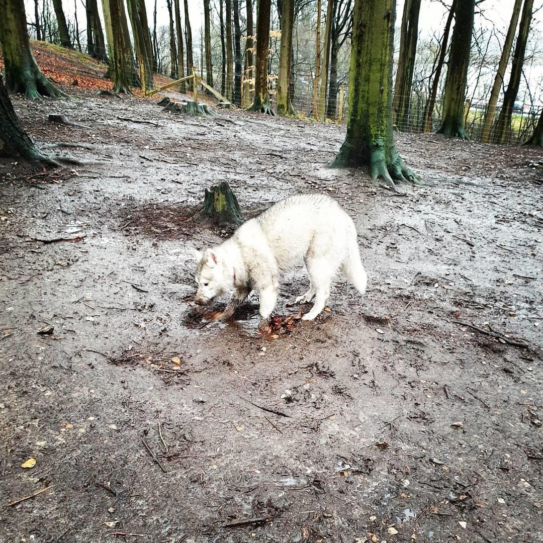 Siberian husky Aya  billede 13