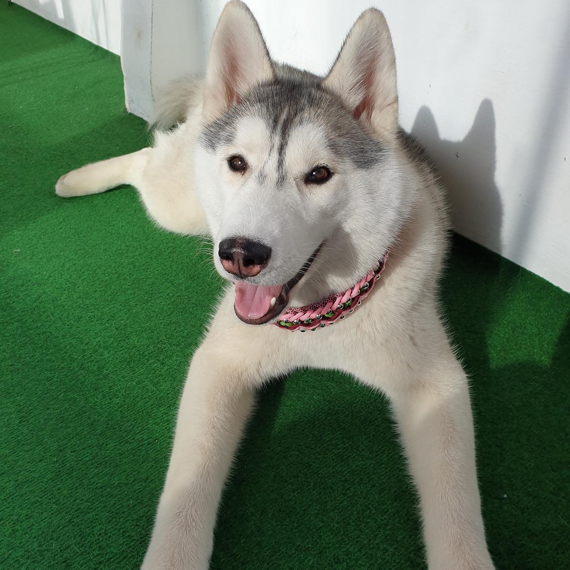 Siberian husky Aya  billede 14