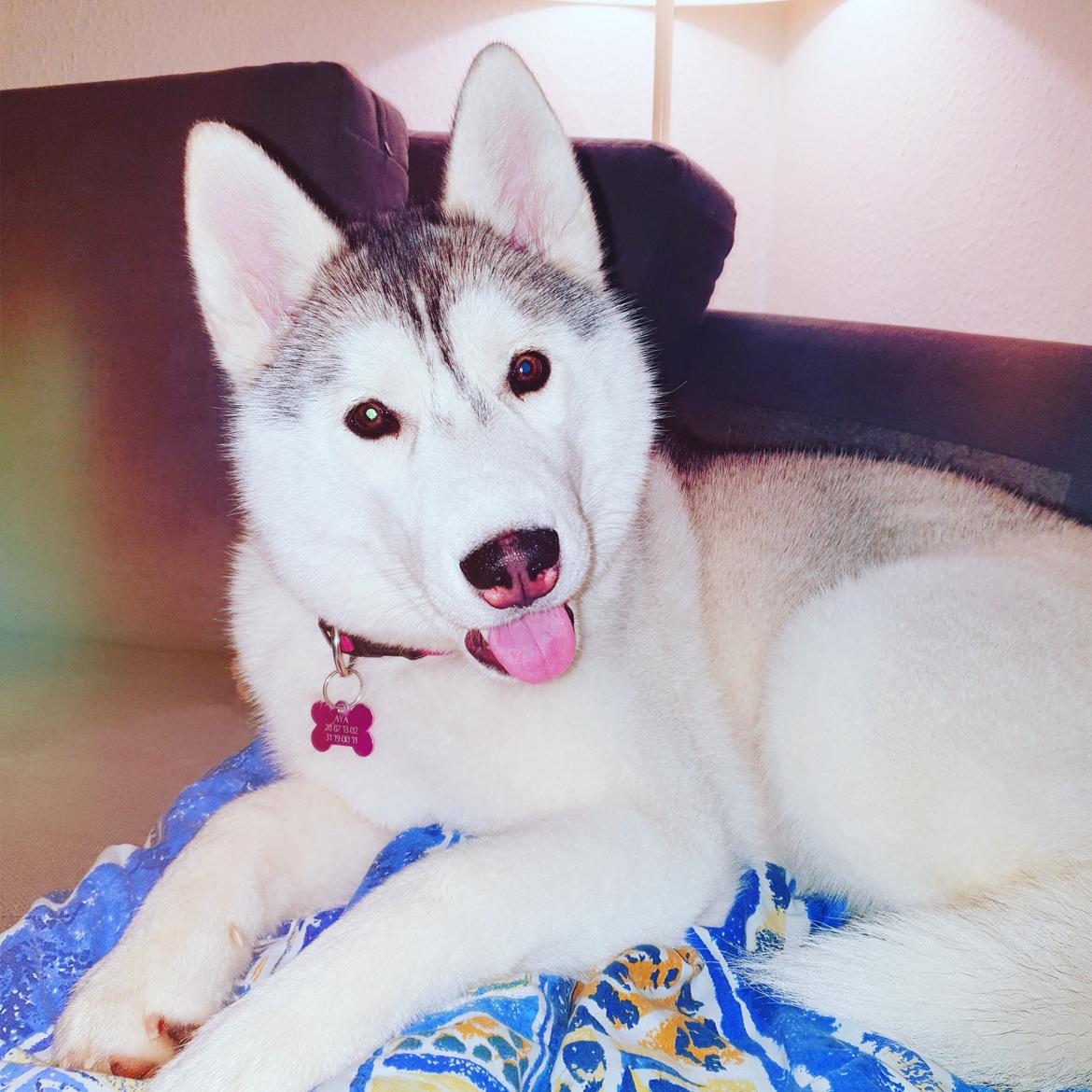 Siberian husky Aya  billede 12