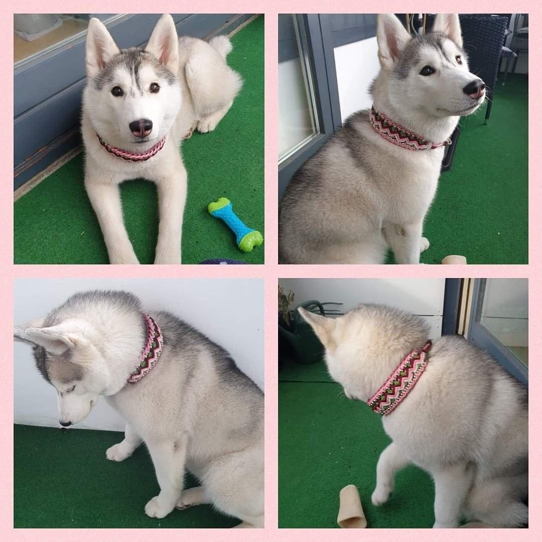 Siberian husky Aya  billede 16