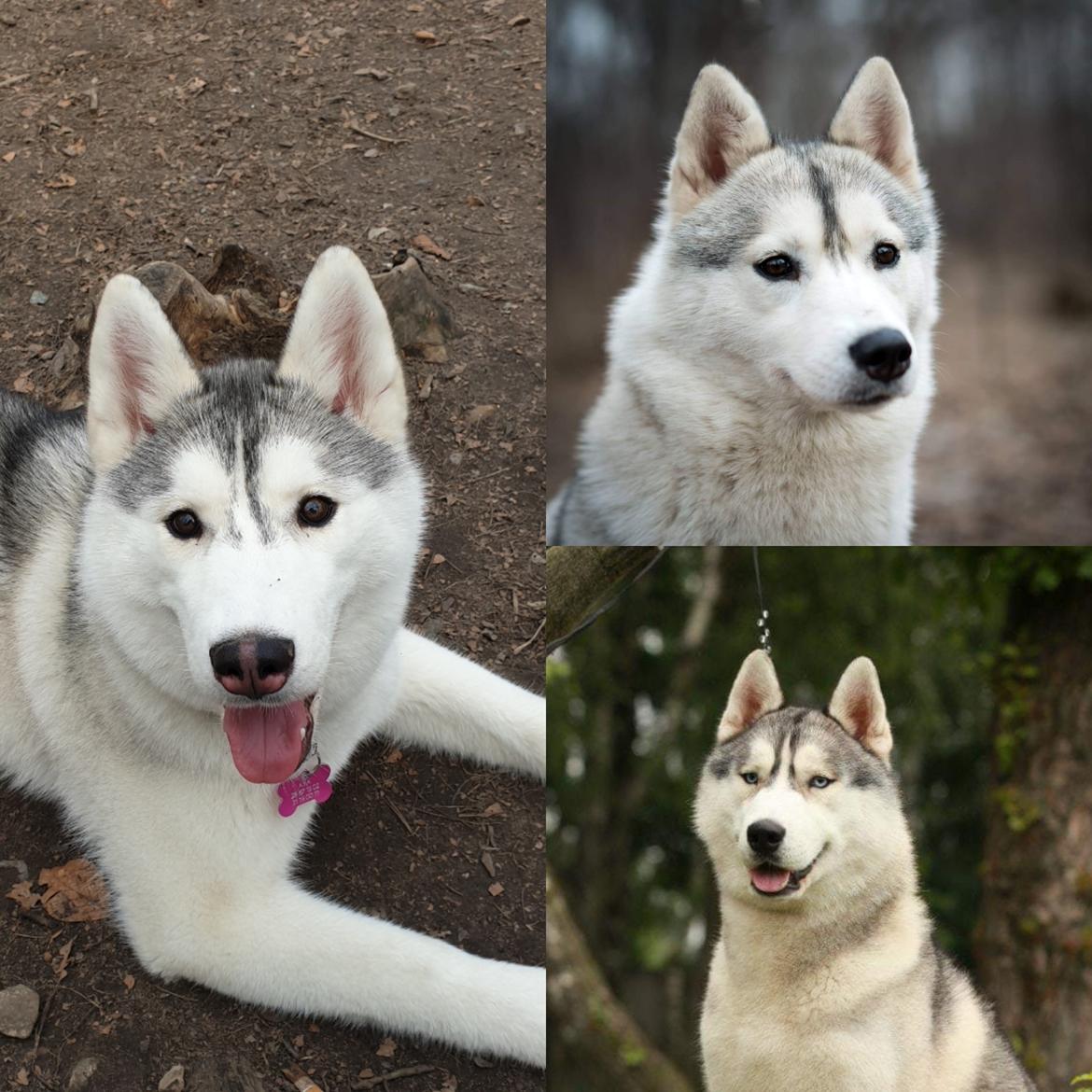 Siberian husky Aya  billede 17