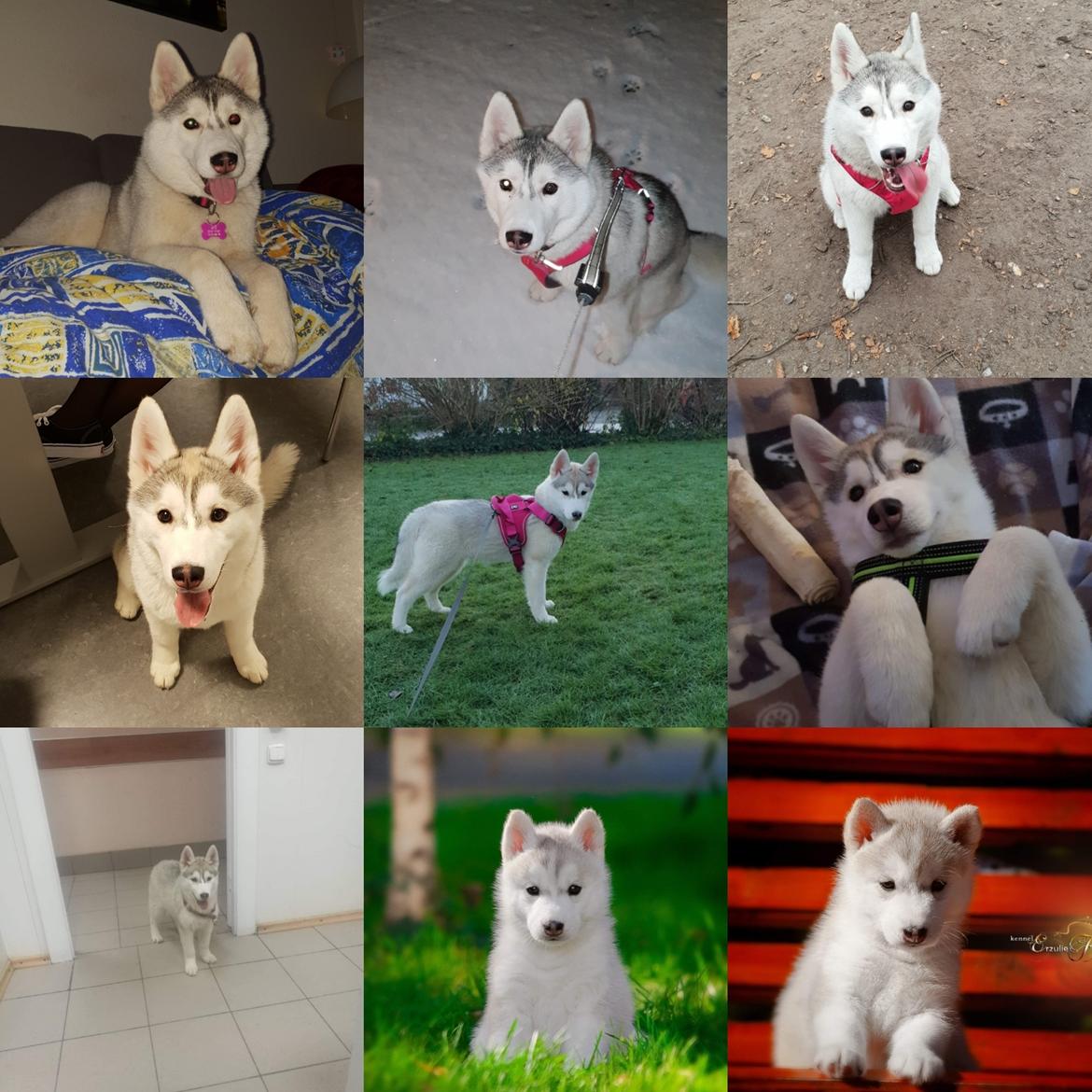 Siberian husky Aya  billede 18
