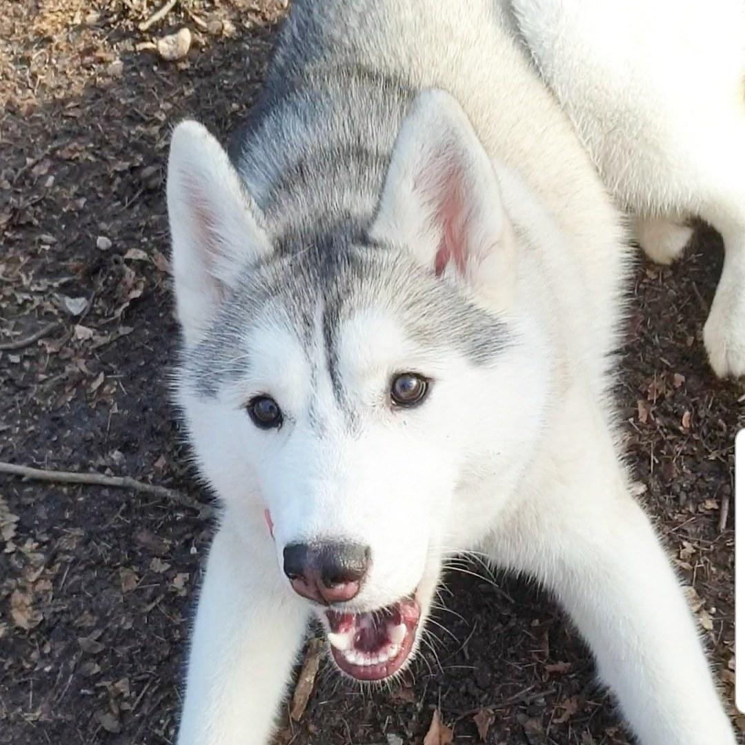 Siberian husky Aya  billede 15