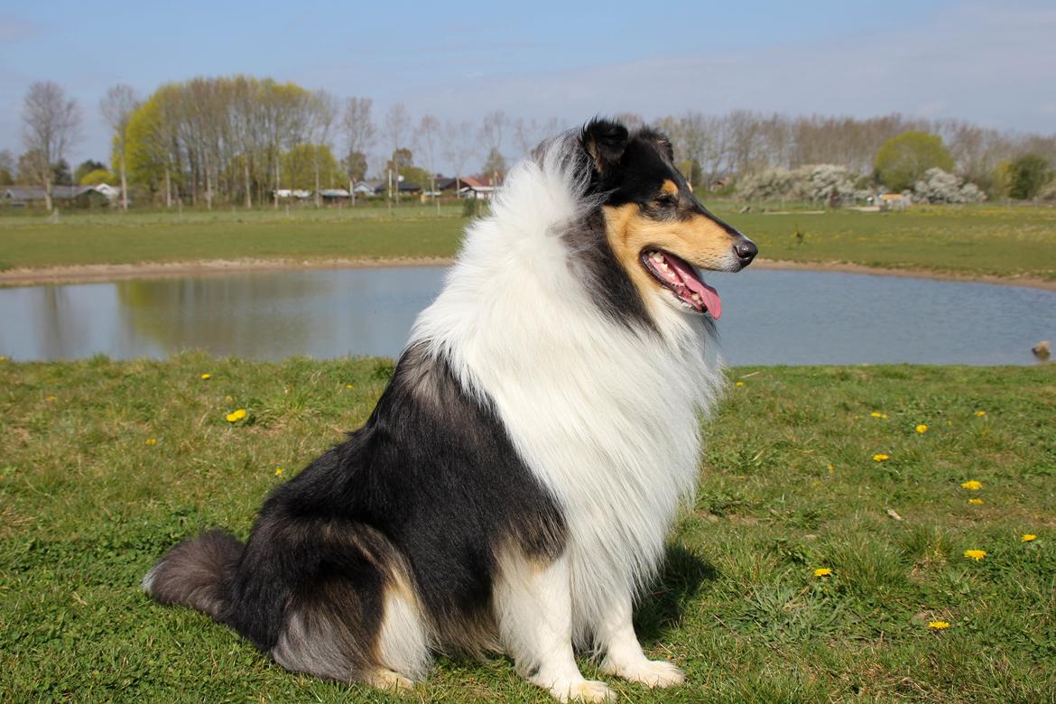 Collie langhåret Ebony Moor´s Daydreamer Dexter - Assie 1 år billede 4