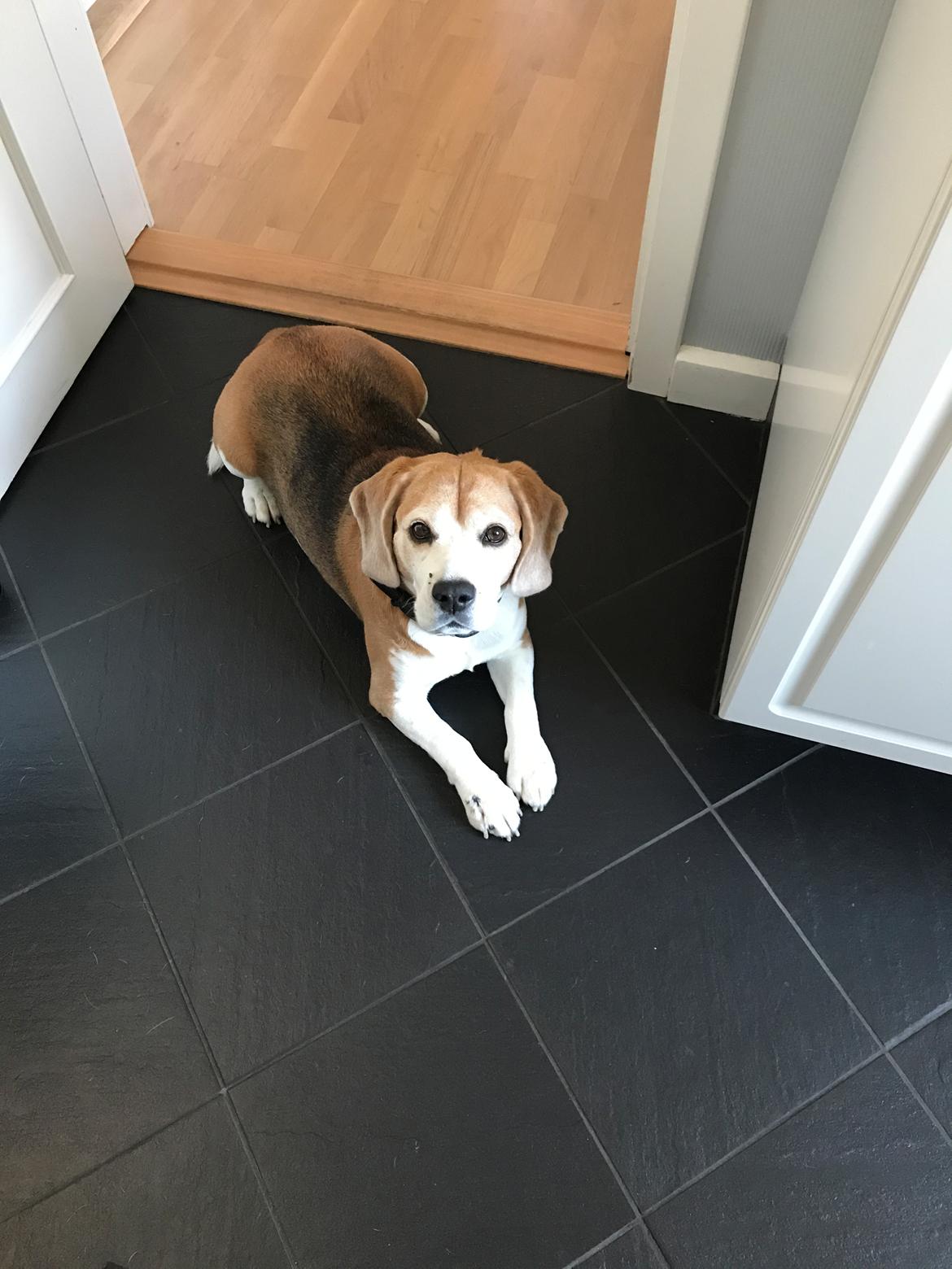 Beagle Simba billede 1