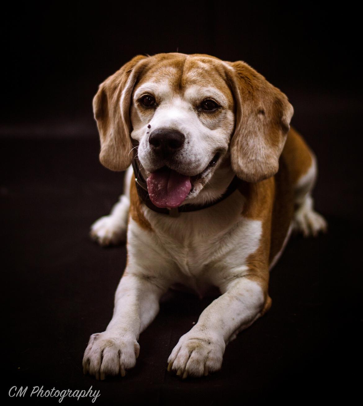 Beagle Simba billede 2