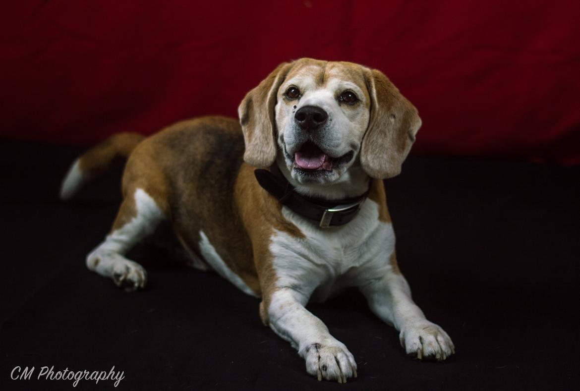 Beagle Simba billede 3