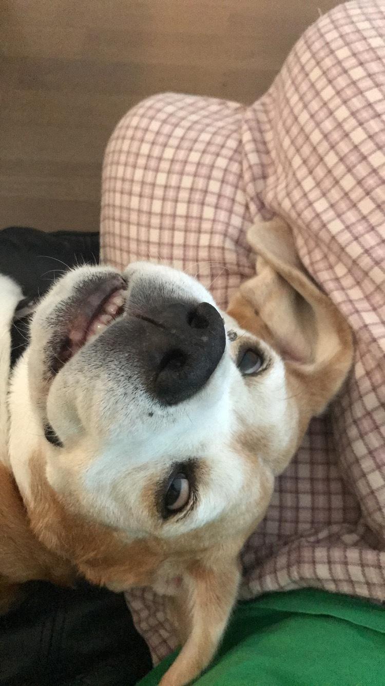 Beagle Simba billede 4