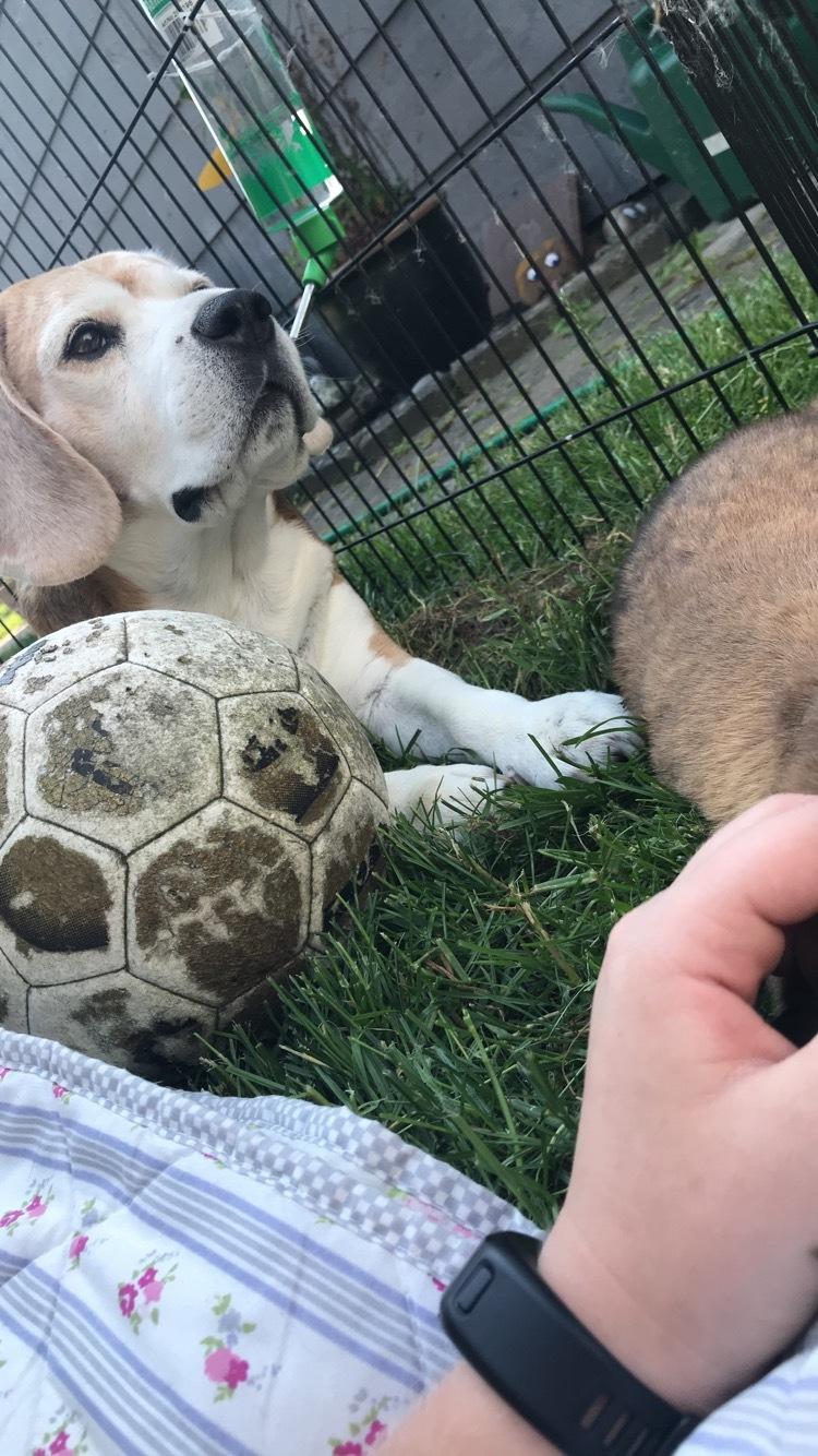 Beagle Simba billede 5