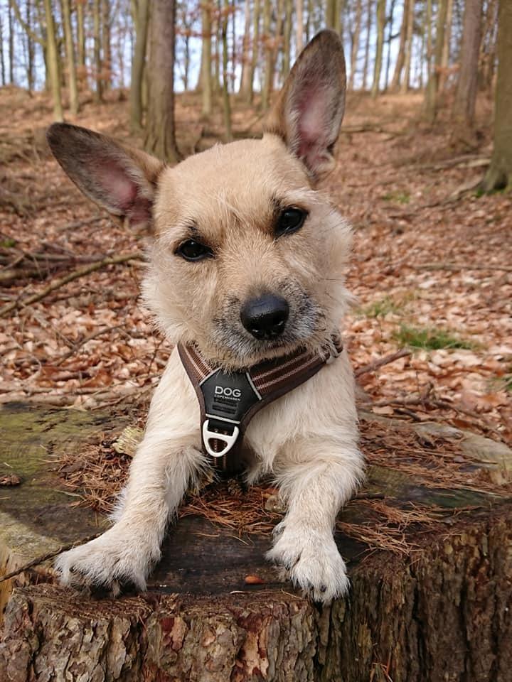 Blanding af racer Karla billede 29
