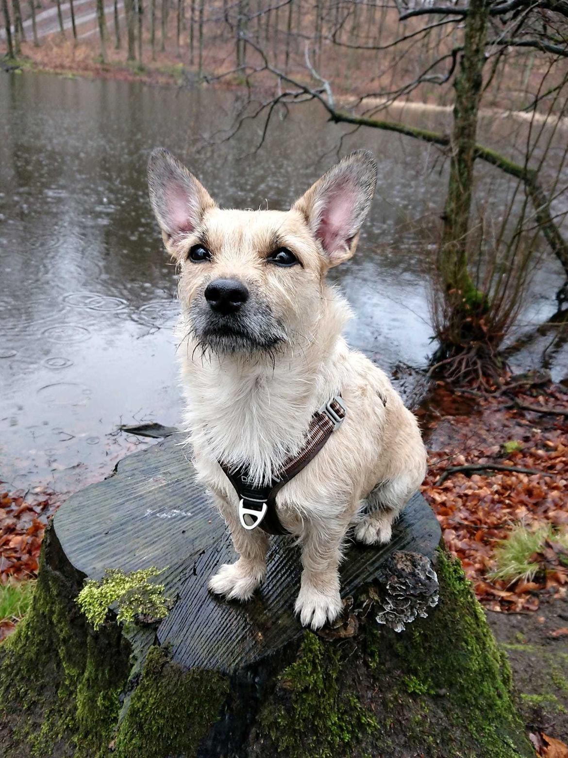 Blanding af racer Karla billede 42