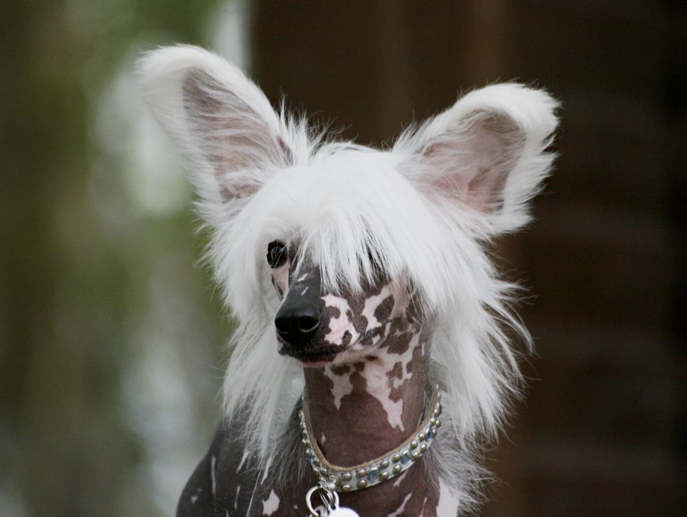 Chinese crested hårløs Malthe - Malthe 6 måneder billede 13