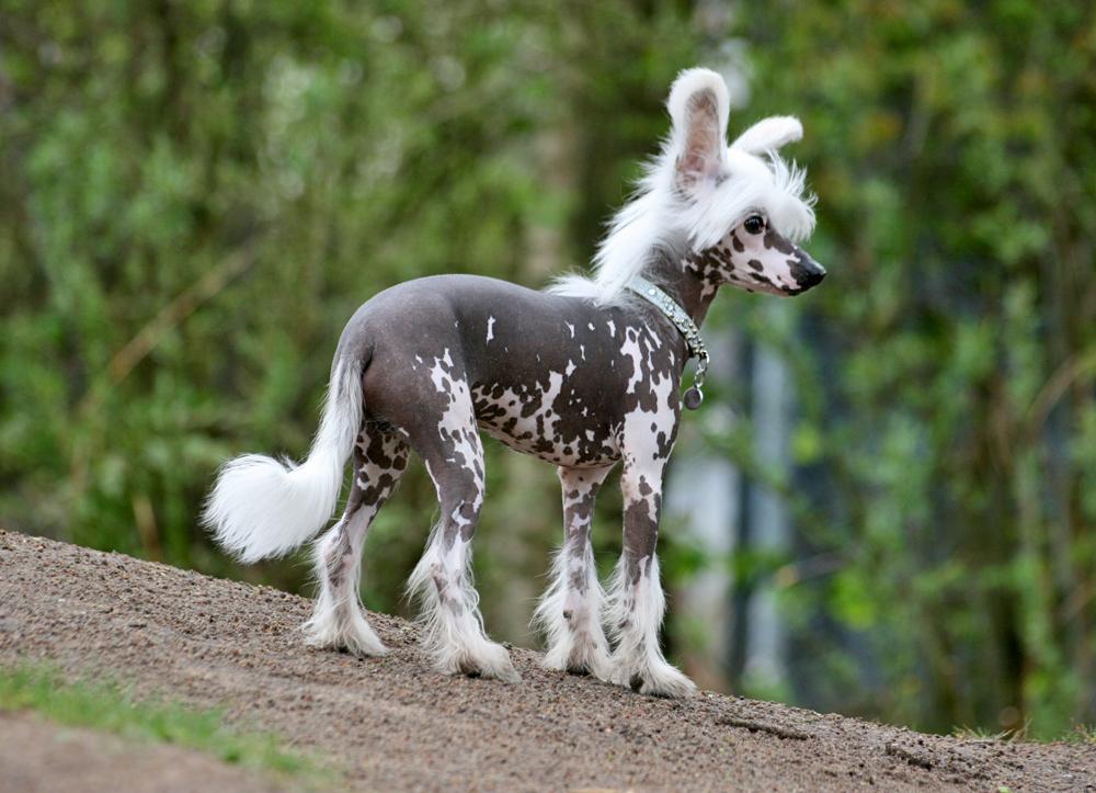 Chinese crested hårløs Malthe - 6 måneder gammel billede 17