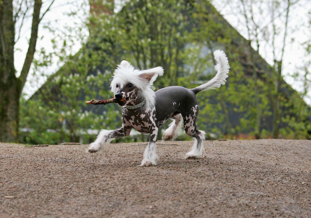 Chinese crested hårløs Malthe billede 18