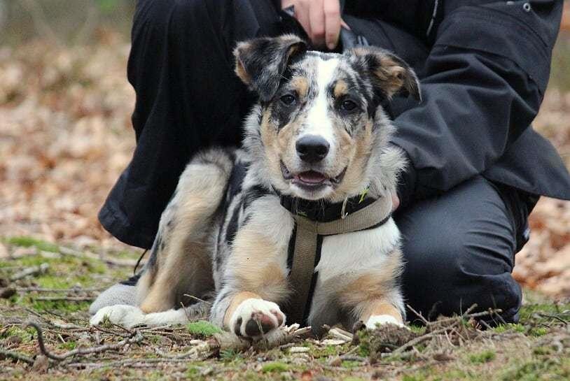 Border collie Kaos (Offish Alkyra) billede 8