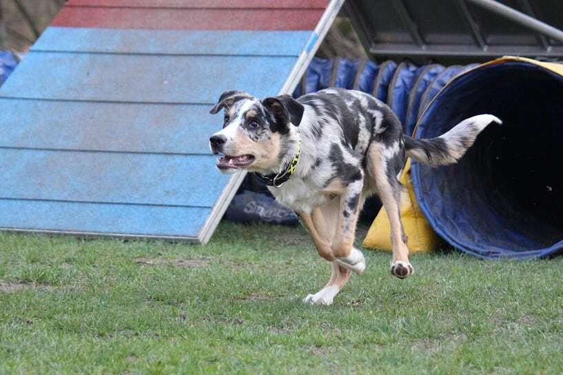 Border collie Kaos (Offish Alkyra) billede 4